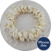 8506 - White Cockle - Shell  Wreath